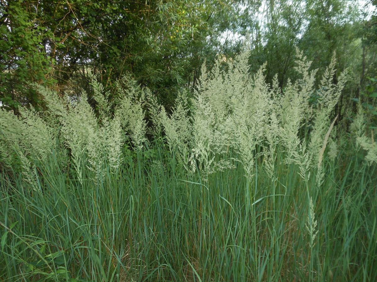 Calamagrostis epigejos (L.) Roth subsp. epigejos / Cannella delle paludi